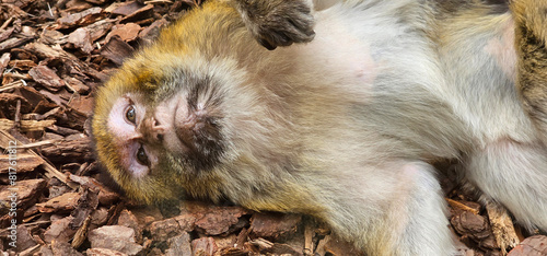Canvas Print A monkey lying on its back looking at the camera; Rhesus macaque lying on the ground gazing at the camera