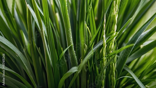 Close up of vibrant fresh wheatgrass with dew drops on the leaves