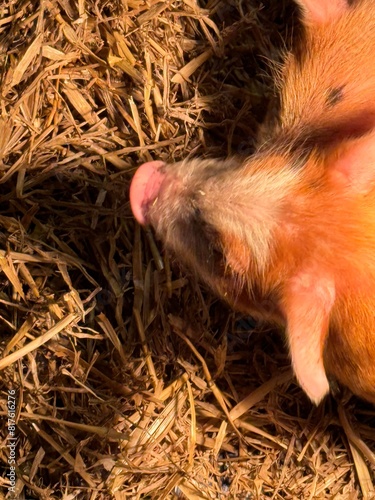 New born baby piglets