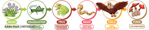 Depicts a food chain with various animals