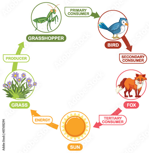 Depicts a simple food chain cycle
