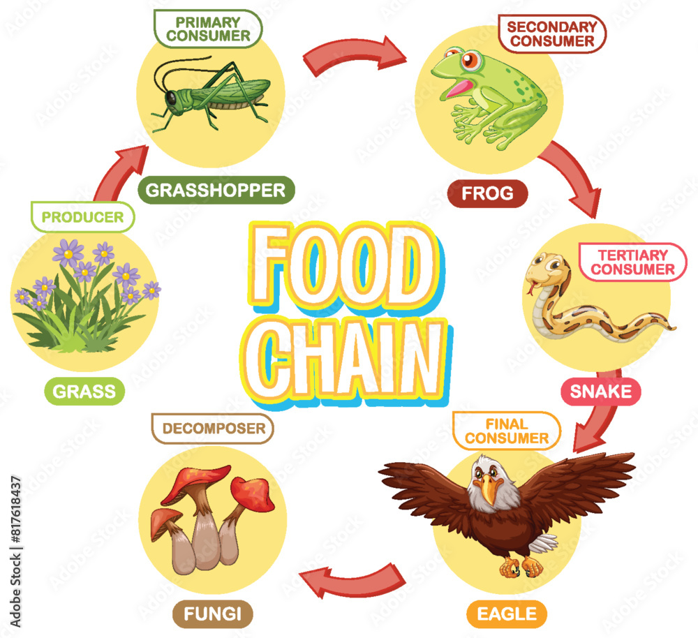 Depicts a simple food chain cycle Stock Vector Biology Diagrams
