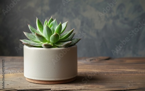 Succulent Plant in Ceramic Pot on Wooden Table