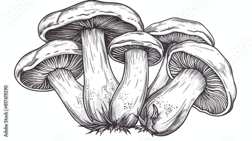 Outlined drawing of birch bolete mushrooms. Scaber style photo