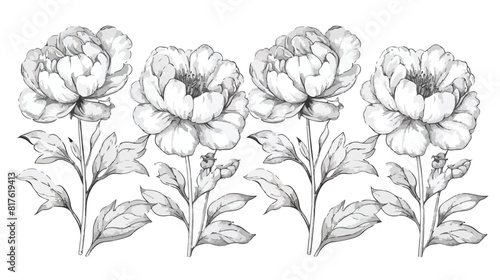 Outlined peony flowers vintage drawings Four . Blosso