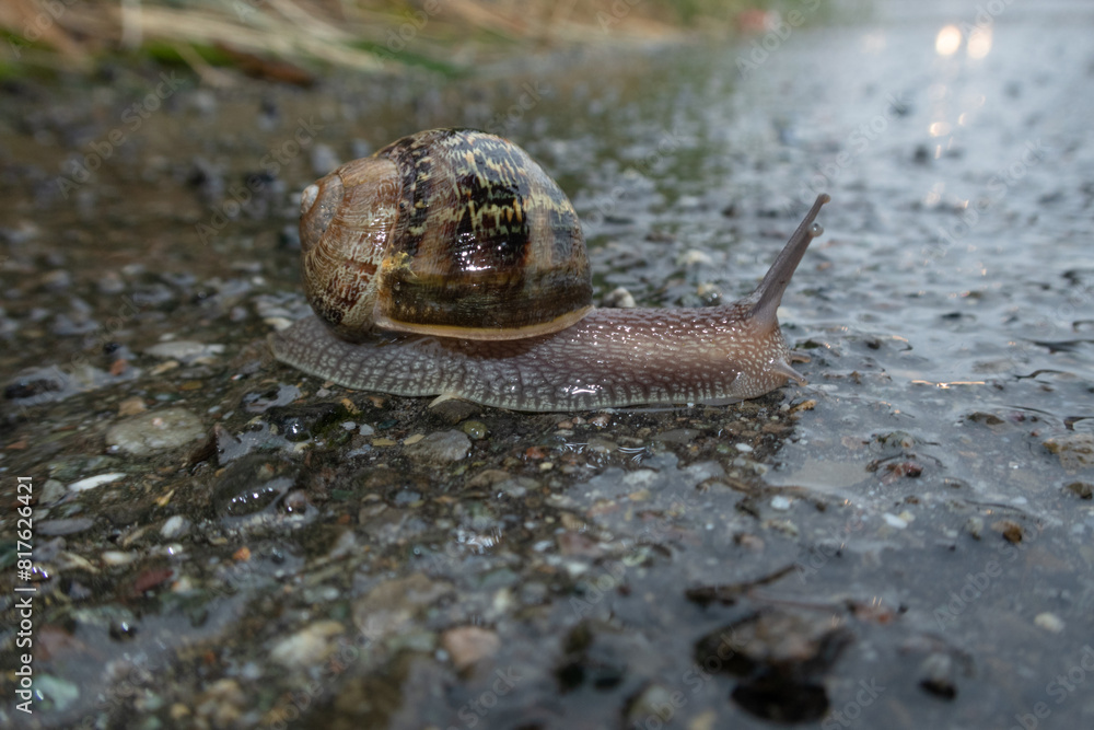 Snail