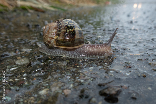 Obraz na płótnie Snail w salonie