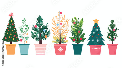 Potted Christmas trees. Xmas firs growing in planters photo