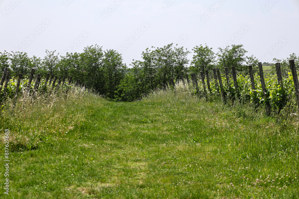 Fototapeta premium Il Vino la vera passione italiana ed i suoi territori 