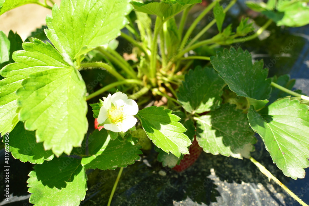 イチゴの花 イチゴの花
