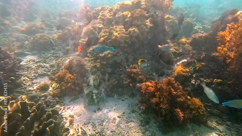 Labuan Bajo, beautiful indonesia underwater with coral reef and fish  photo