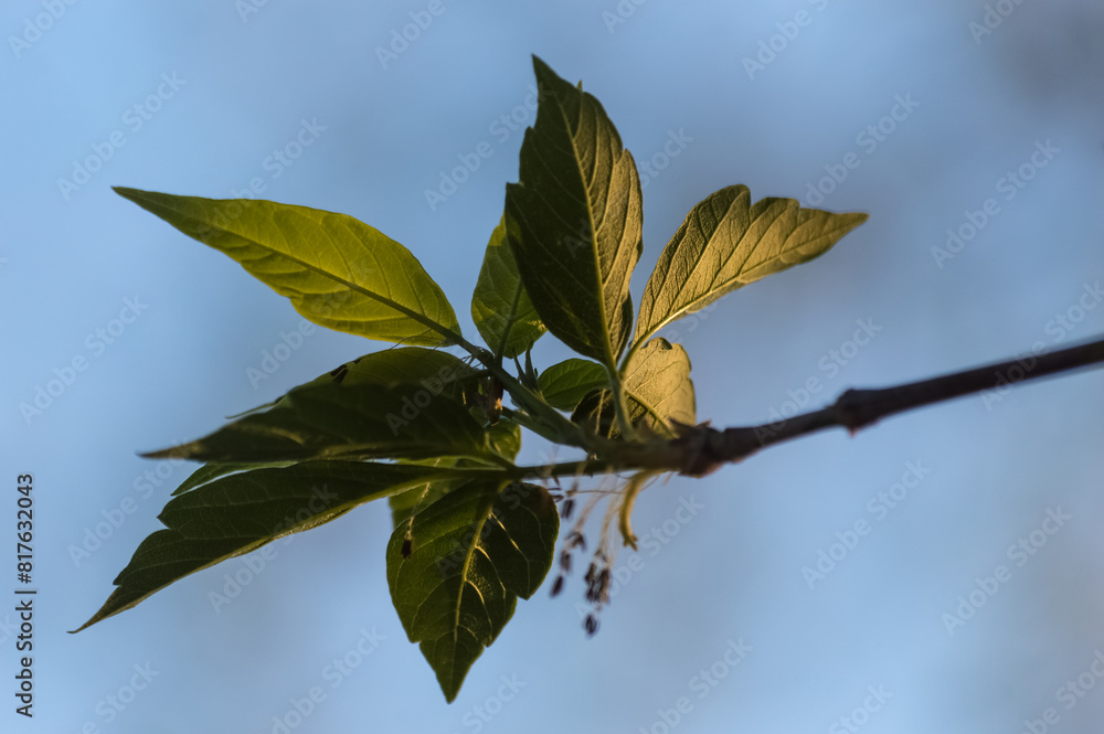 Young leaves on a tree branch in the spring, close-up