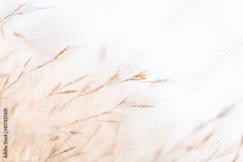 Vintage Fluffy dried little flowers buds with light natural blur background macro