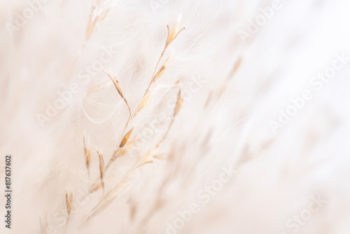 Vintage Fluffy dried little flowers buds light natural blur background macro
