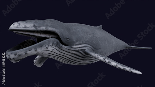 Fotografie Humpback Whale Free 3D Model by Whale3Ds