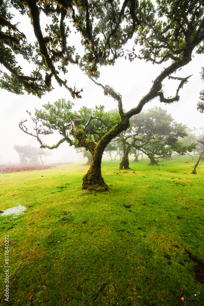 Fanal Forest. Misty forest in Fanal.  Old laurel tree in laurel tree forest in madeira in Portugal