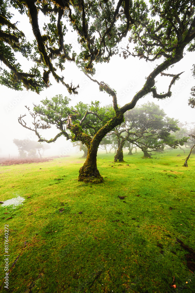 Fanal Forest. Misty forest in Fanal. Old laurel tree in laurel tree forest in madeira in Portugal Fanal Forest. Misty forest in Fanal. Old laurel tree in laurel tree forest in madeira in Portugal