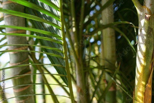 Close-Up View Of Vibrant Green Palm Fronds, With Sunlight Filtering Through, Enhancing The Rich Textures And Colors.