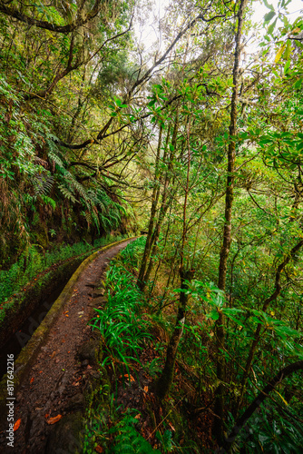 Magical misty green forest with waterfalls in Levada do Norte, Madeira island, Portugal. PR17 Pinaculo e Folhadal