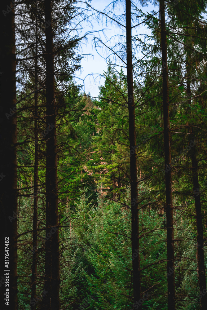 Fototapeta premium trees in the woods