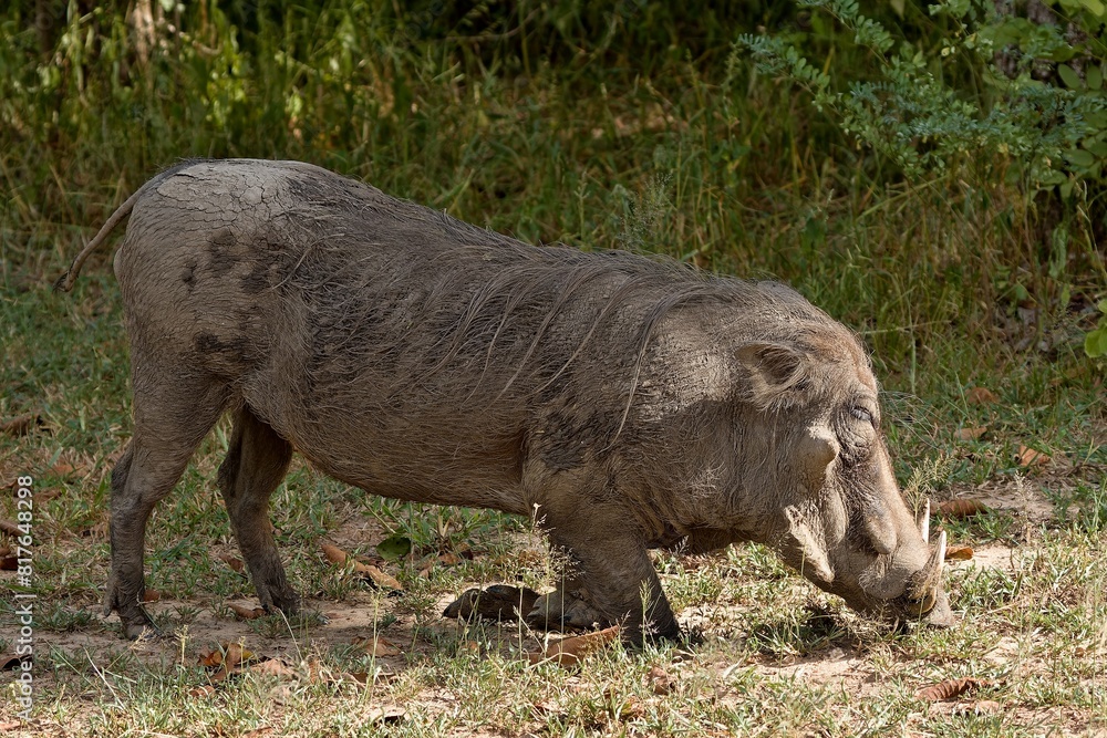 Common Warthog (Phacochoerus africanus). South Luangwa National Park. Zambia. Africa. Common Warthog (Phacochoerus africanus). South Luangwa National Park. Zambia. Africa.