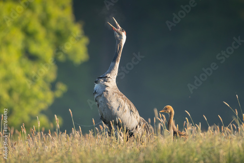 Common crane, Eurasian crane - Grus grus adult with chick calling meadow at dark background. Photo from Lubusz Voivodeship in Poland.  © PIOTR