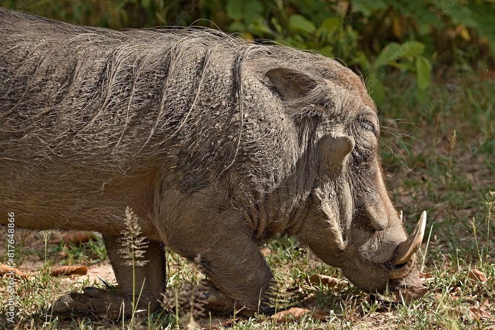 Common Warthog (Phacochoerus africanus). South Luangwa National Park. Zambia. Africa. Common Warthog (Phacochoerus africanus). South Luangwa National Park. Zambia. Africa.