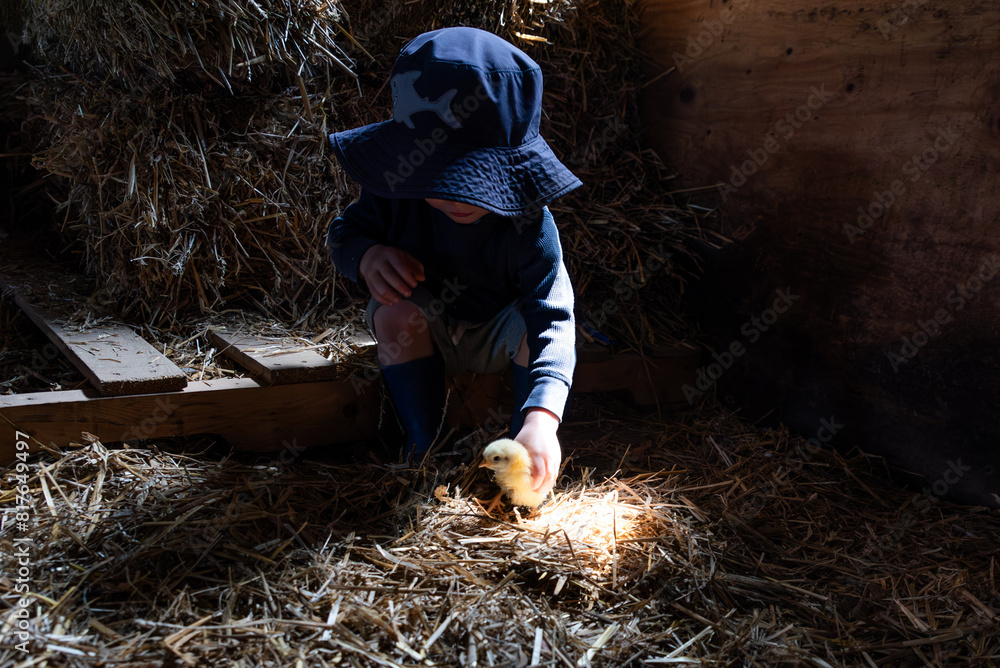 Toddler in Hat Playing with Baby Chick in a Barn Toddler in Hat Playing with Baby Chick in a Barn