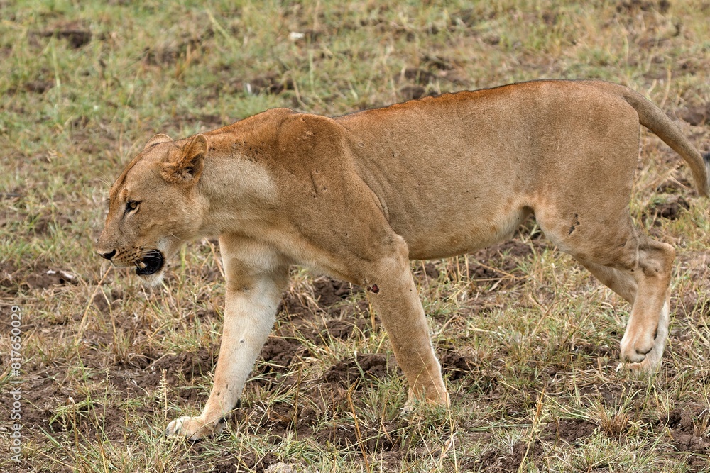 A female lion (Panthera leo) in South Luangwa National Park. Zambia. Africa. A female lion (Panthera leo) in South Luangwa National Park. Zambia. Africa.