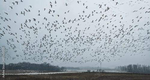 1000's of snow geese congregate in central PA on a layover durin photo