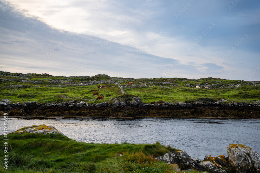 landscape of the river on the Irish country side with cows landscape of the river on the Irish country side with cows