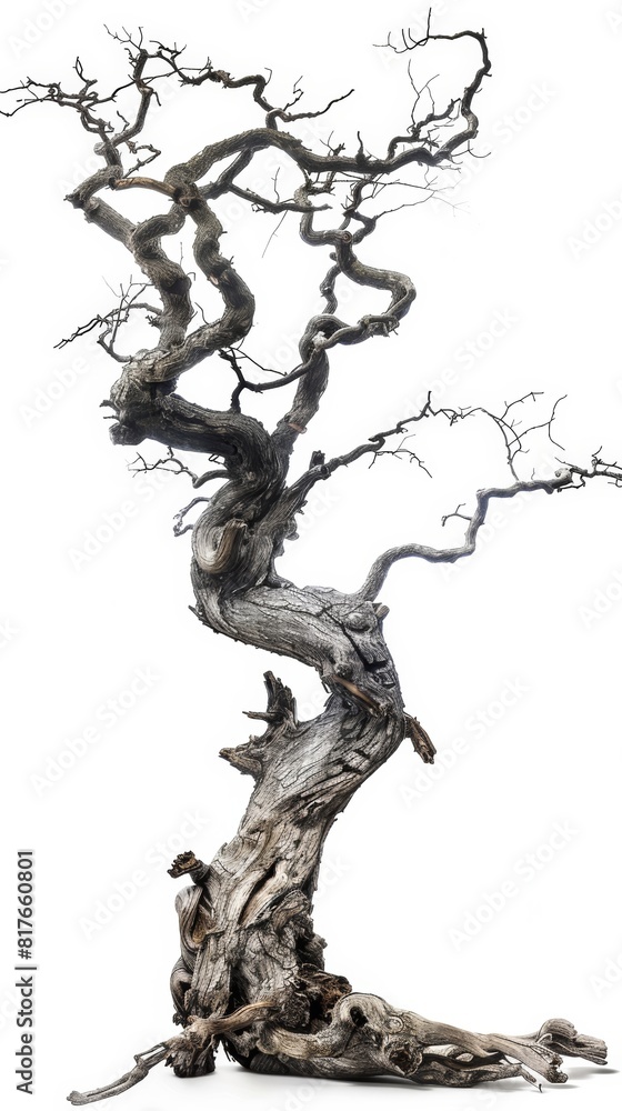 dead twisty tree, mystical magic, with roots, very simple, full roots, isolated on plain white background dead twisty tree, mystical magic, with roots, very simple, full roots, isolated on plain white background