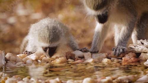 Two Vervet monkeys drinking  front view in waterhole in Kruger National park, South Africa ; Specie Chlorocebus pygerythrus family of Cercopithecidae photo