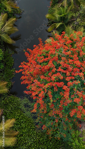 Amazing scene for eco travel at Ben Tre, Mekong Delta, Viet Nam, aerial view with blooming phoenix or red flamboyant flower, water hyacinth , coconut tree in green make beautiful countryside landscape