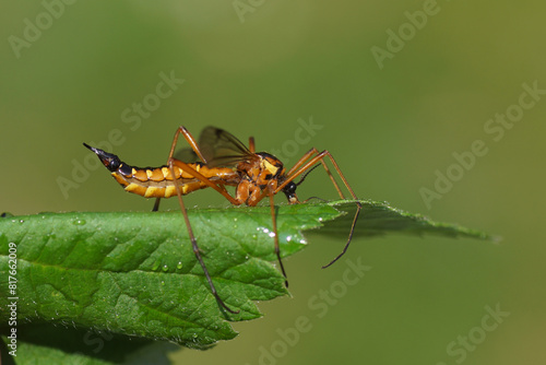 Close up Female crane fly Ctenophora pectinicornis, family Tipulidae on a leaf. Dutch Garden, Spring, May © Thijs de Graaf