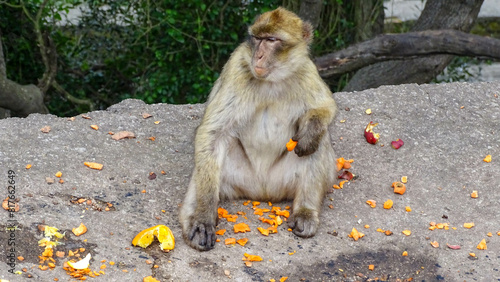 A funny monkey sitting on stone in Gibraltar, February 21, 2022