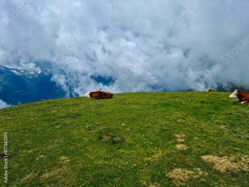 Alps cows relax on the top of green hill, July 2, 2021 © Aleksejs