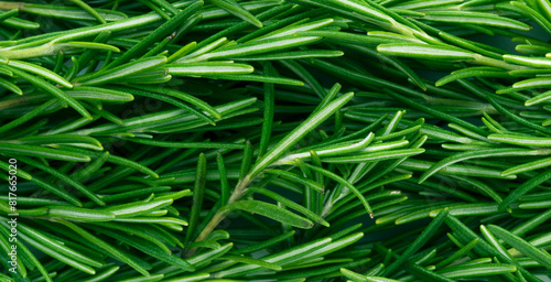 Rosemary spicy herb background, top view