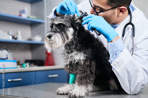 Veterinarian checking up dog's ears with otoscope
