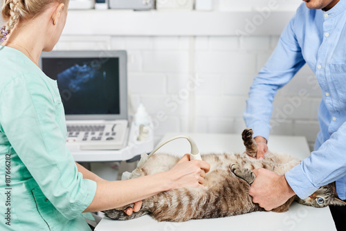 Ultrasound scan of a domestic cat at the vet
