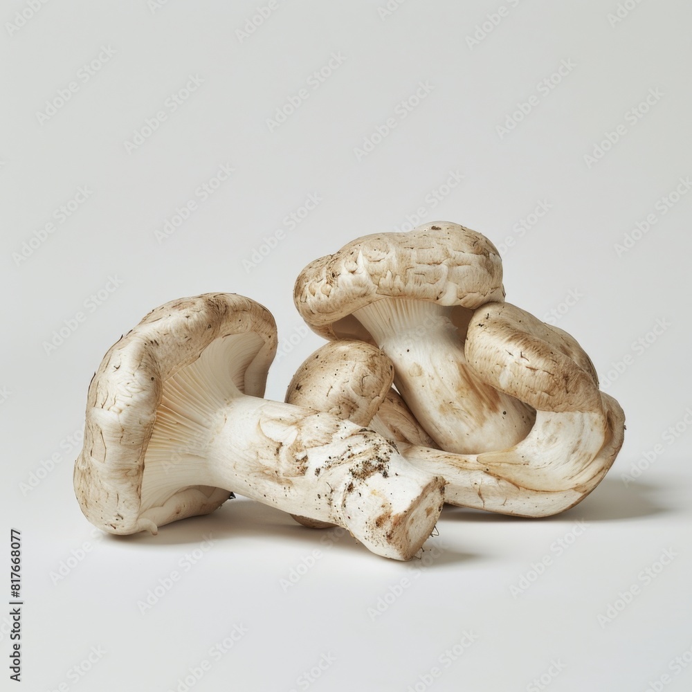 Three Matsutake mushrooms arranged on a plain white surface Three Matsutake mushrooms arranged on a plain white surface