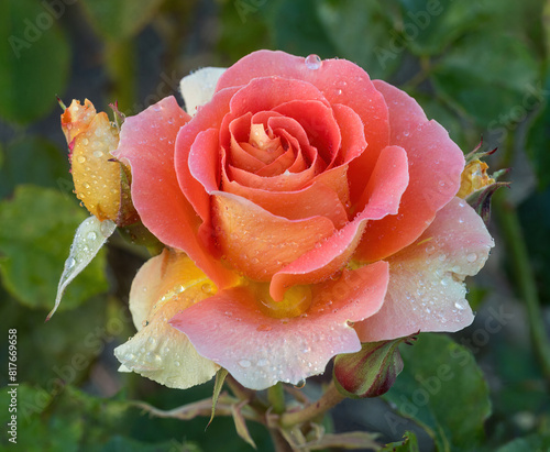'Brass Band' Apricot Blend Floribunda Rose in Bloom. San Jose Municipal Rose Garden in San Jose, California.