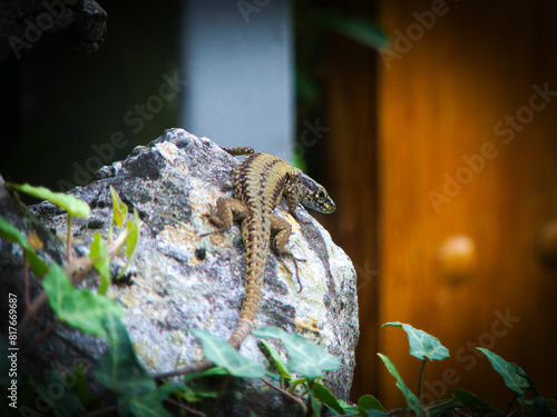 Lizard on a rock looking backward