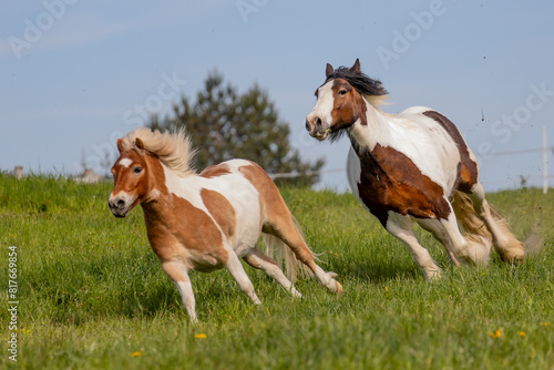 Two horses on the run. Rushing horses.