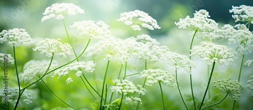A horizontal copy space image of white blooming cow parsley or wild chervil in a garden photo
