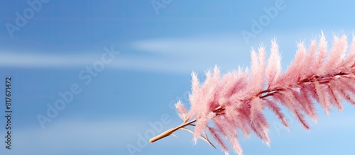 Copy space image of a pink Tamarix gallica flower against a backdrop of blue sky photo