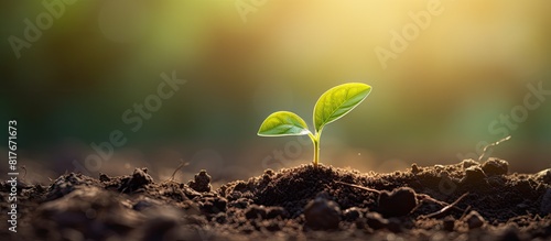 A seedling and plant are seen thriving in soil surrounded by open space to insert text or other elements. Creative banner. Copyspace image