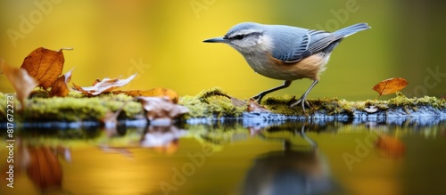 Chestnut bellied nuthatch Sitta cinnamoventris carrying food near a water body in the forest with a copy space image photo