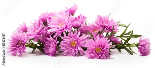 Aster flowers shown in a copy space image isolated against a white background © HN Works