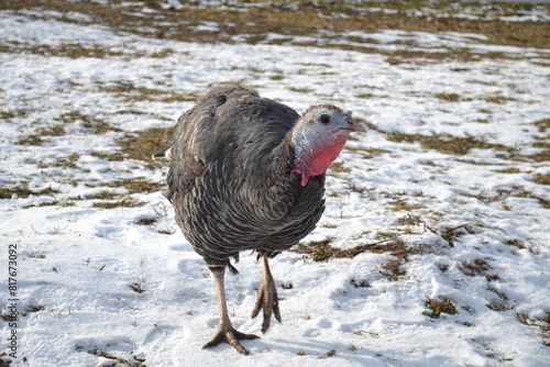 turkey on a country farm